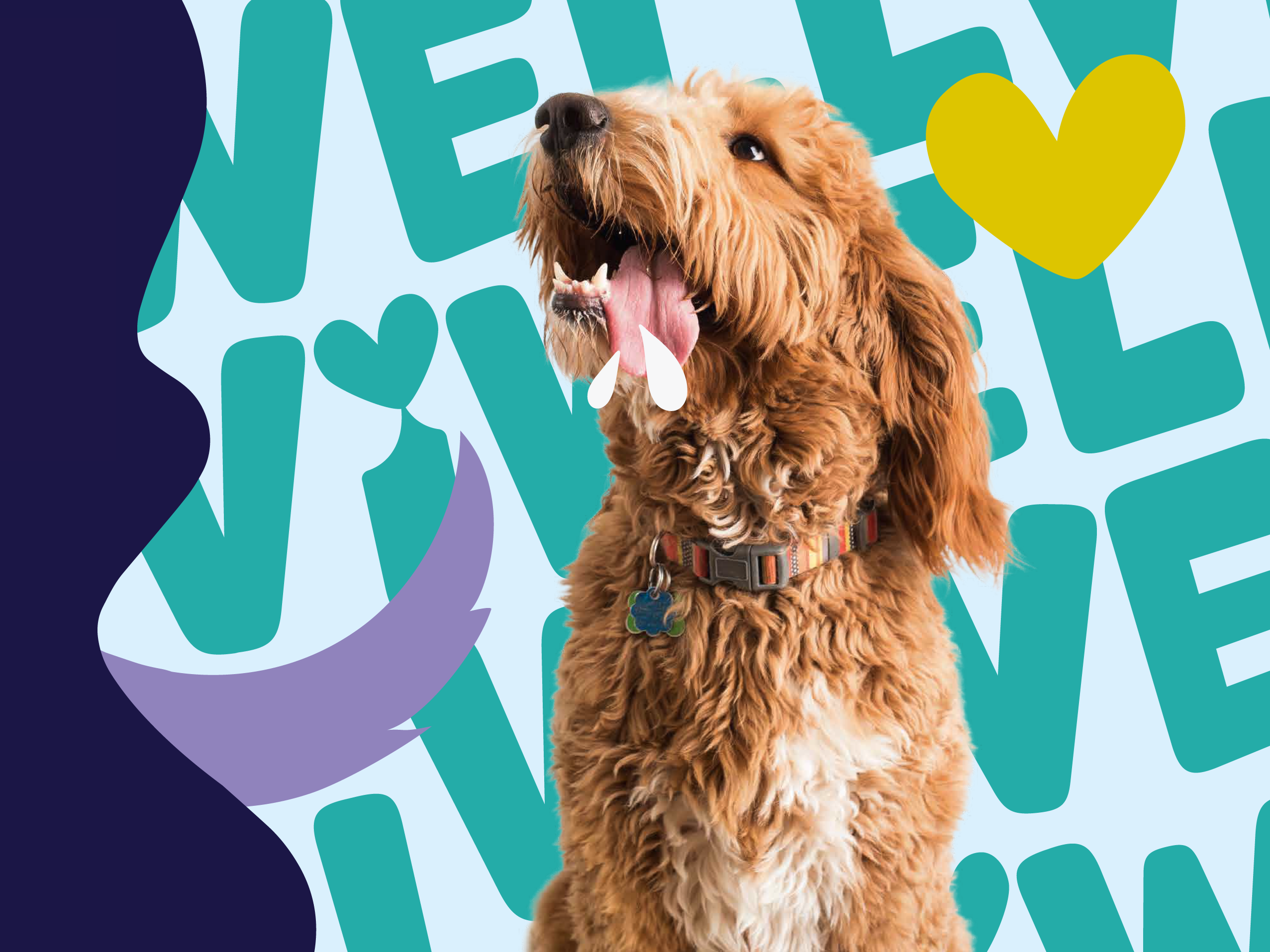 ViWell – new drink to dogs